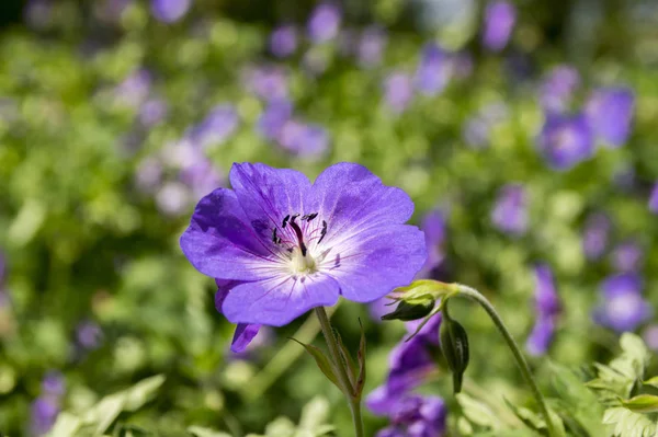 Cranesbills 天竺葵罗珊盛开 — 图库照片