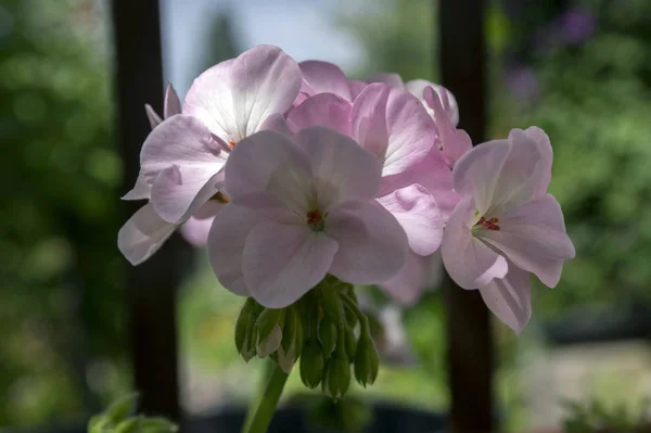 Pelargonium Zonale Цветении Светло Бледно Розовые Белые Цветки — стоковое фото