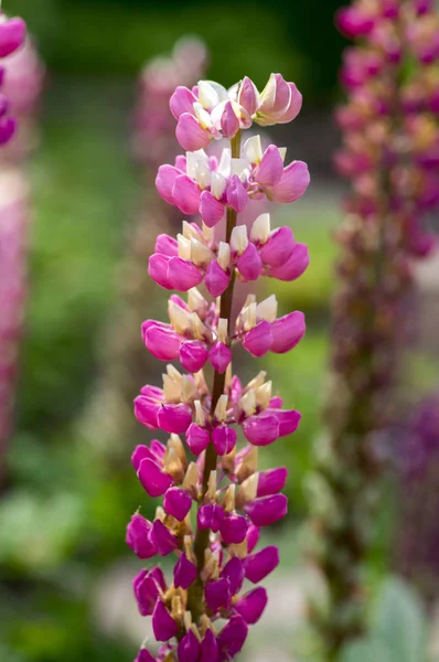 Lupinus Perennis 줄기에 꽃에서 분홍색 보라색 정원에서 — 스톡 사진