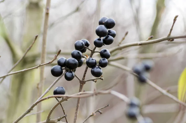 Ligustrum Vulgare Reife Schwarze Beeren Früchte Strauchzweigen — Stockfoto