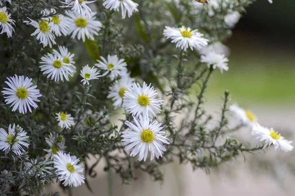 Aster ericoides heath aster çiçek çiçek beyaz