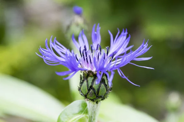 Modrá Squarrose Květu — Stock fotografie