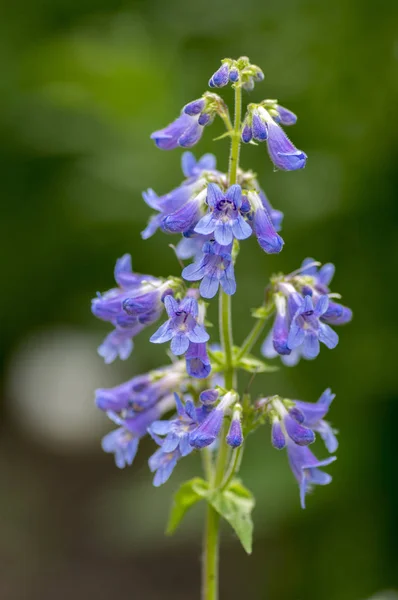 Penstemon Ovatus Blue Beardtongue Flowers Bloom Tropical Flowering Plant Blue — Stock Photo, Image