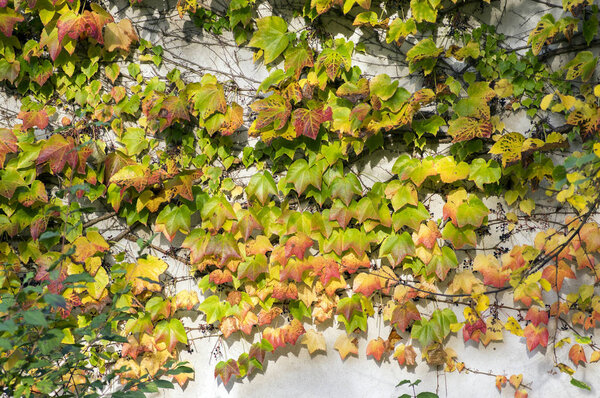 Amazing autumn background with Victoria creeper five-leaved ivy leaves creeping on white wall in sunlight with various fall colors