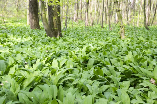 Lugar Mágico Naturaleza Lleno Ajo Oso Salvaje Hojas Verdes Fondo —  Fotos de Stock