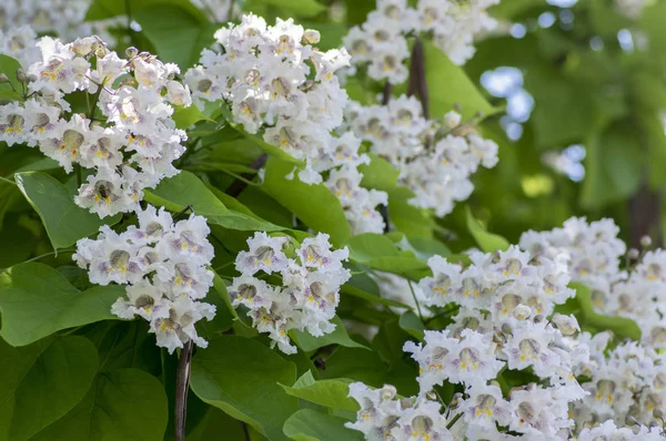 Catalpa Bignonioides Közepes Méretű Lombhullató Dísznövények Virágzó Csoportok Fehér Virágok — Stock Fotó