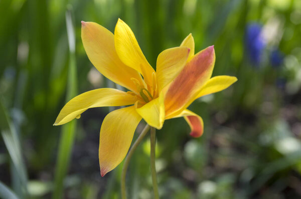 Tulipa fabata chrysantha in bloom, fluence golden lady tulips
