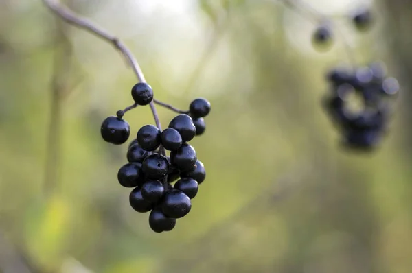 Ligustrum vulgare ripened black berries fruits, shrub branches with leaves — Stock Image Ligustrum Vulgare Ripened Black Berries Fruits Shrub Branches Leaves Royalty Free Stock Photos