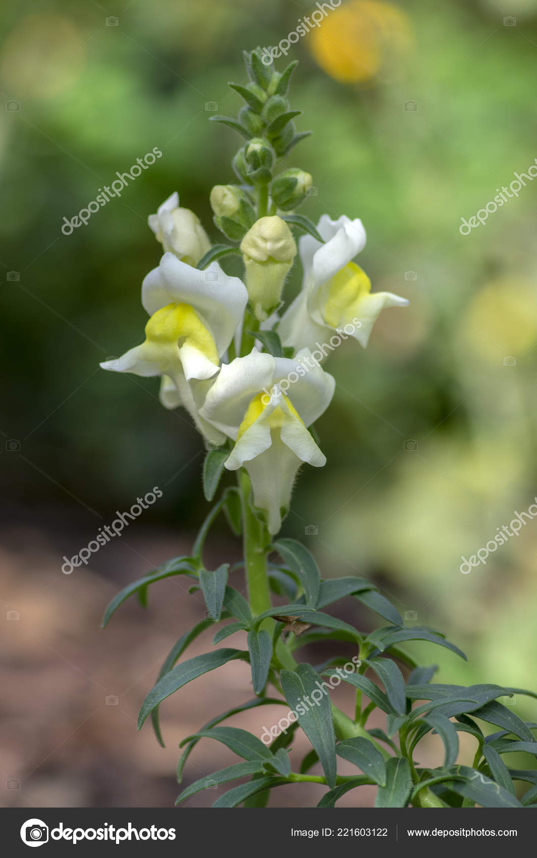 Antirrhinum Majus Fleurs Fleurs Muflier Commune Fleurie