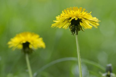 Karahindiba officinale ortak sarı çayır çiçekli bitki, karahindiba çiçek çiçek, yeşil arka planda
