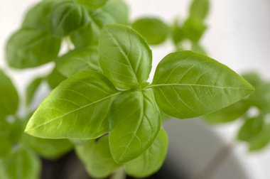Ocimum basilicum yeşil aromatik otlar, taze bitki yaprakları, ortak mutfağı yaprak malzemeler