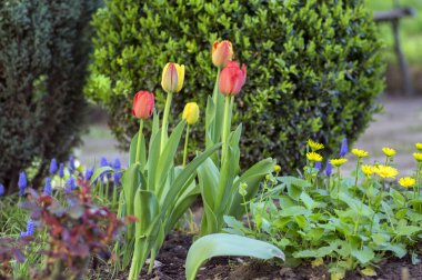 Sezon Bahçe Bahçe, kırmızı, turuncu ve sarı yaprakları yeşil kaynaklanıyor, güzel bahar çiçek çiçek, üzerinde renkli ortak lale bahar