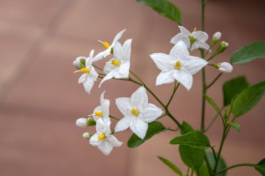 Solanum jasminoides beyaz çiçekli bitki, çiçek, yeşil güzel çiçek yaprakları