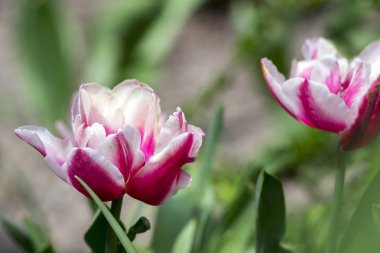 Renkli beyaz ve pembe ortak lale Bahçe, renkli yaprakları yeşil kaynaklanıyor, güzel bahar çiçek çiçek, üzerinde sezon Bahçe bahar