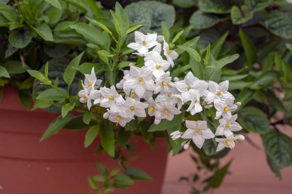 Solanum Jasminoides White Flowering Plant Beautiful Flowers Bloom Green Leaves — Stock Photo, Image