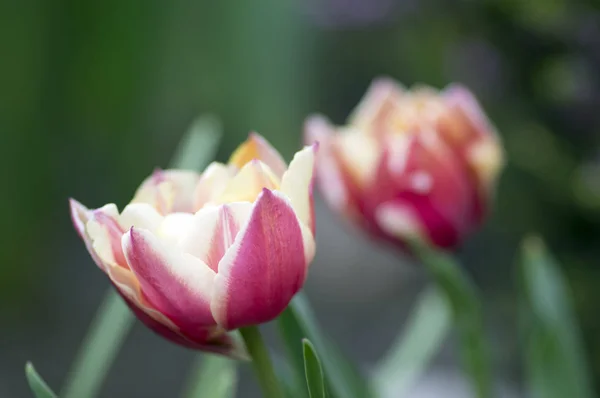 Красочные Белые Розовые Общие Тюльпаны Саду Красочные Лепестки Зеленых Стеблях — стоковое фото
