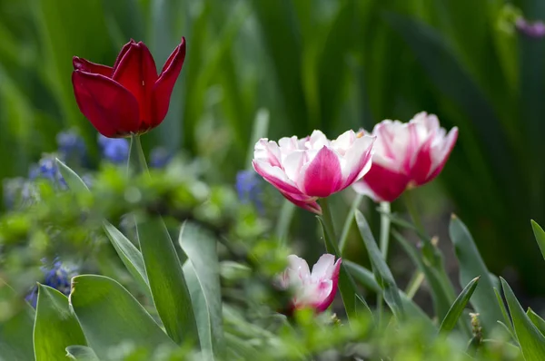 Красочные Белые Розовые Общие Тюльпаны Саду Красочные Лепестки Зеленых Стеблях — стоковое фото