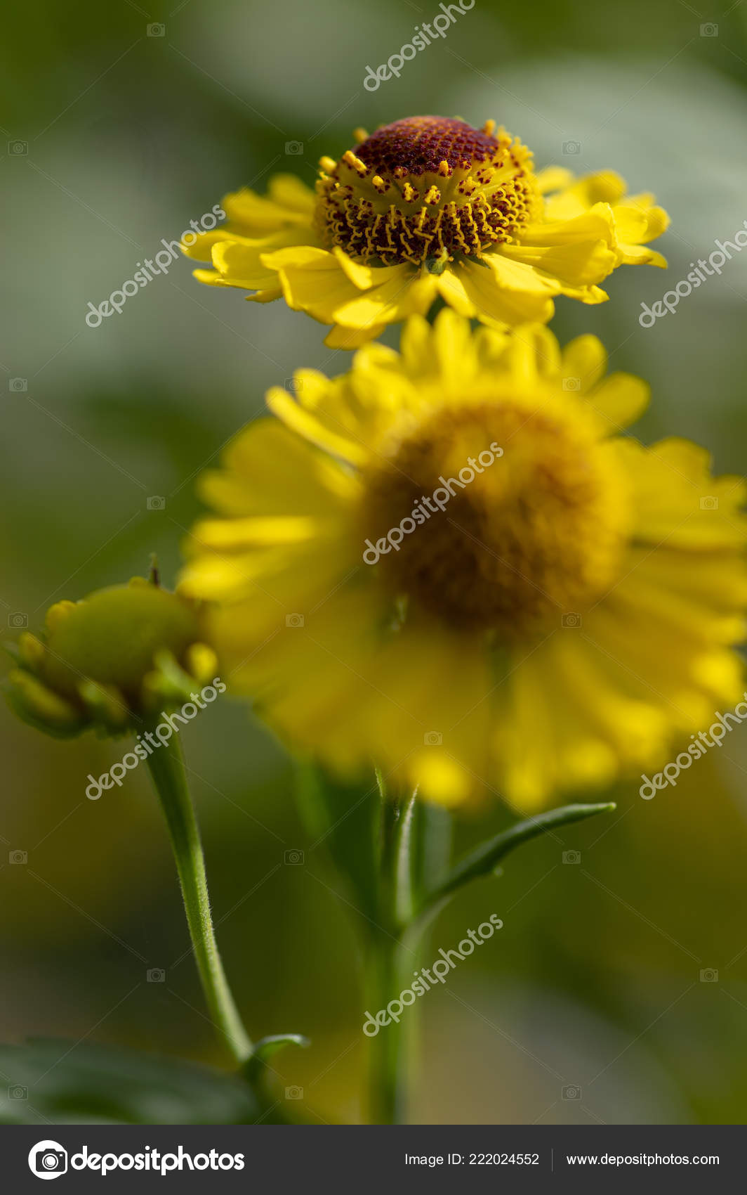 Helenium Autumnale Commune Hélénie Automnale Dans Fleur