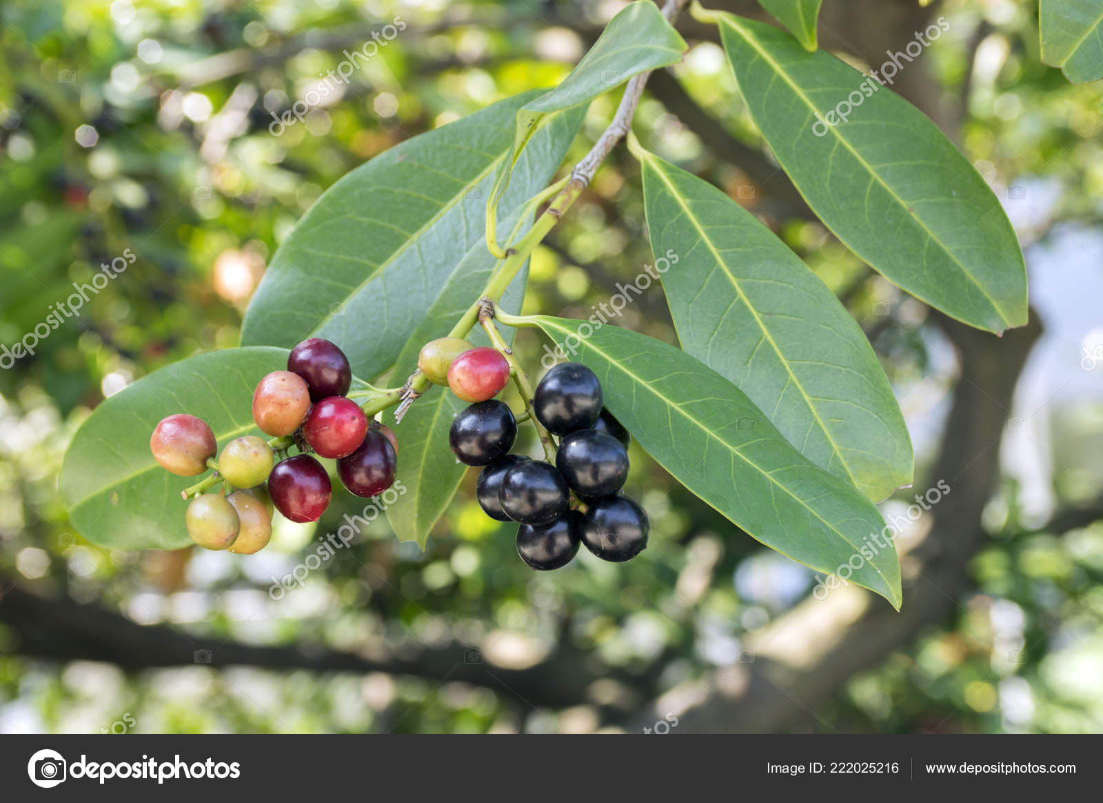 Prunus Laurocerasus Kirschlorbeer Lorbeerstrauch Reife Früchte Auf