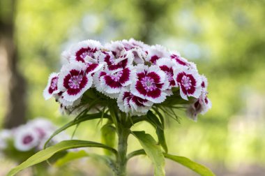 Dianthus barbatus beyaz kenarı ile koyu mor çiçekler açan,