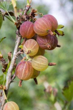 Kırmızı Bektaşi çalı sağlıklı, ham, ekşi ve lezzetli meyve olgunlaşma
