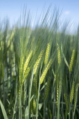 Hordeum vulgare alan, arpa tahıl tahıl