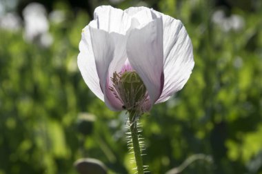 Gelincik somniferum çiçek sahada