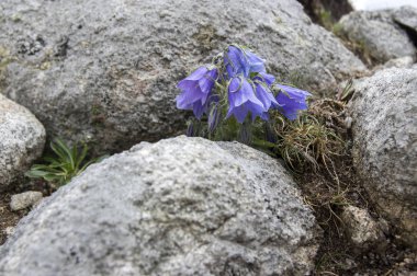 Çan çiçeği alpina, çok yıllık bellflower çiçek üzerinde taşlar, yüksek Tatra Dağları, Slovakya