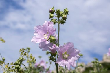 Malva alcea bloom, pembe çiçek yaprakları ile kök üzerinde