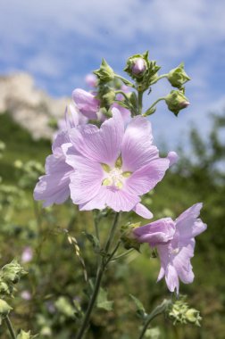 Malva alcea bloom, pembe çiçek yaprakları ile kök üzerinde