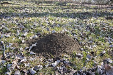 Molehill on early spring meadow, conical mound of loose soil raised by mole, dry leaves around clipart