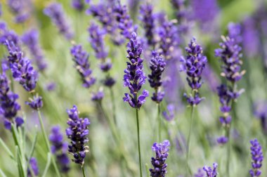 Çiçek açan, kokulu Mor çiçekli bitki yeşil zemin üzerine Lavandula angustifolia Grup