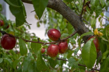 Prunus persica nucipersica ağaç dallarının kırmızı meyve pürüzsüz bir cilt şeftali ağacı üzerinde yaz sezonu olgunlaşma, tam