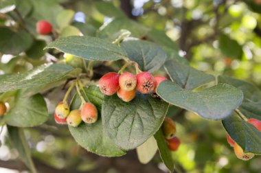 Cotoneaster integerrimus red autumn fruits and green leaves on branches, ripening hairy berries, green leaves clipart