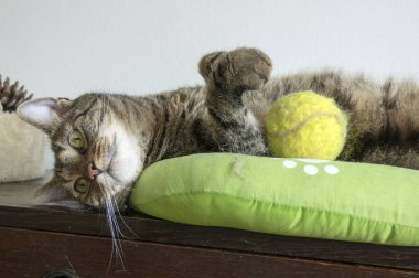 Tenis topu ile oynayan kedi yatakta yalan tembel playfull kedi