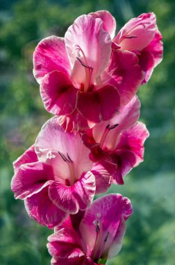 Glayöl hortulanus süs çiçek çiçek, parlak pembe mor renk