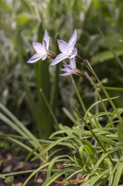 Ipheion uniflorum bahar soğanlı çiçek çiçeklenme