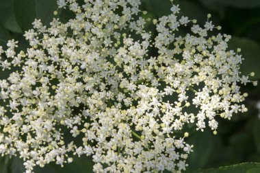 Sambucus nigra Bloom, küçük beyaz çiçek çok