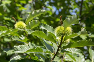 Castanea sativa, sweet chestnuts hidden in spiny cupules, tasty brownish nuts marron fruits, branches with leaves clipart