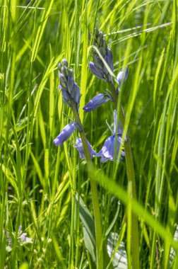 Scilla hispanica çan şeklindeki soğanlı geç bahar çiçek çiçeklenme