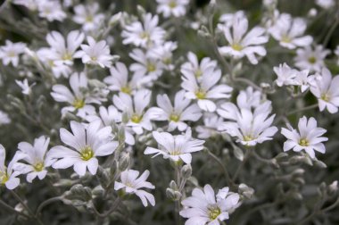 Yazın kar yağması, çiçek açmış serastiyum tomentosum, arka planda beyaz çiçekler