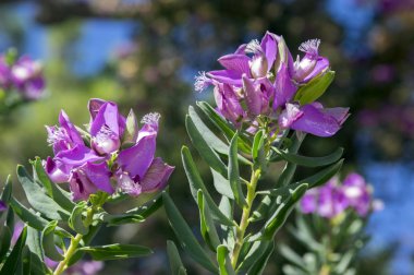 Dallarında pembe çiçekler olan poligala myrtifolia çalısı.