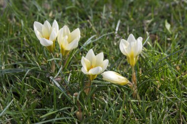 Crocus vernus Bloom, sarı ve beyaz tomurcukları için başlangıç