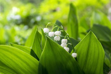 Convallaria majalis toksik güzel orman süs çiçek çiçek yaprakları ile