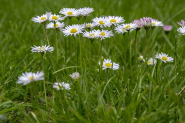 Bir grup çiçek açmış papatya.