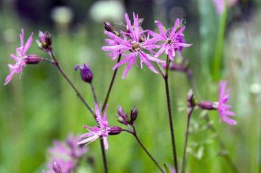 Lychnis flos-cuculi çiçek açan çiçek çayır üzerinde