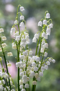 Convallaria majalis toksik güzel orman süs çiçek çiçek yaprakları ile