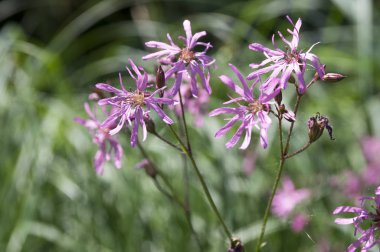 Lychnis flos-cuculi çiçek açan çiçek çayır üzerinde