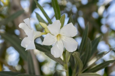 Mavi gökyüzü karşı nerium oleander bloom, beyaz siplicity çiçekler ve yeşil yaprakları
