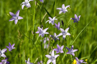 Bellflower çiçek çayır üzerinde yayılan Campanula patula grubu